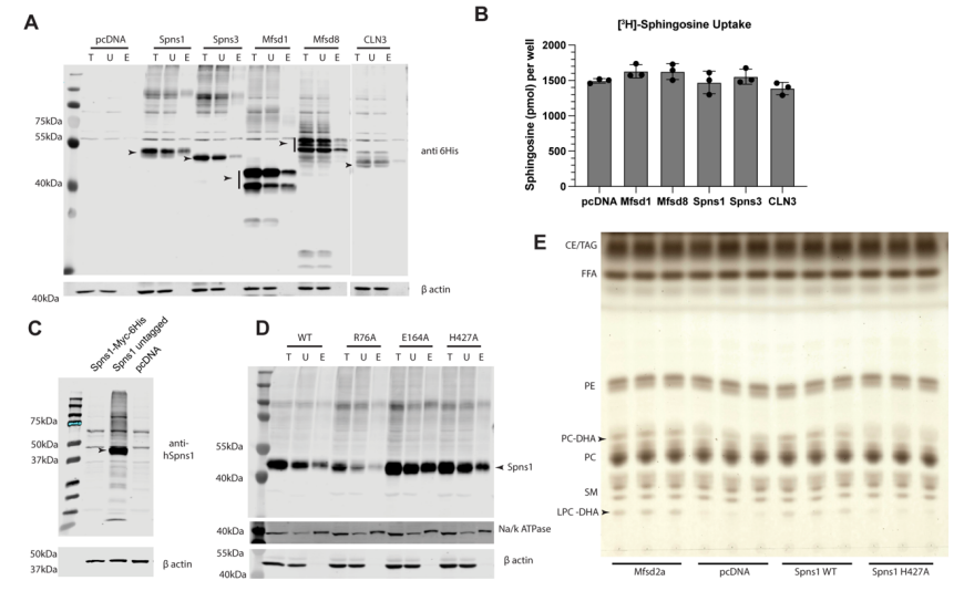 細胞運轉分析證實Spns1為LPC轉運體