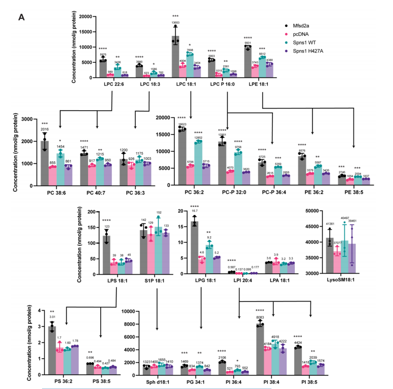 大量轉運分析揭示了Spns1的配體特異性