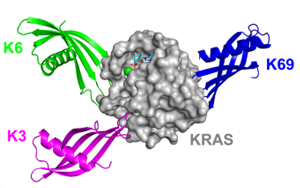 Nature子刊：鎖定“不可成藥靶點(diǎn)”，攻克臭名昭著的癌基因