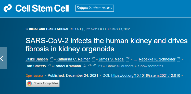 研究發現新冠病毒可以直接感染腎細胞誘導細胞損傷并隨后發生纖維化