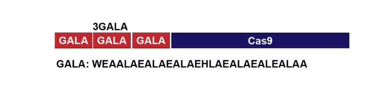 基因工程Cas9蛋白GALA內切酶N-端肽結合的方案設計