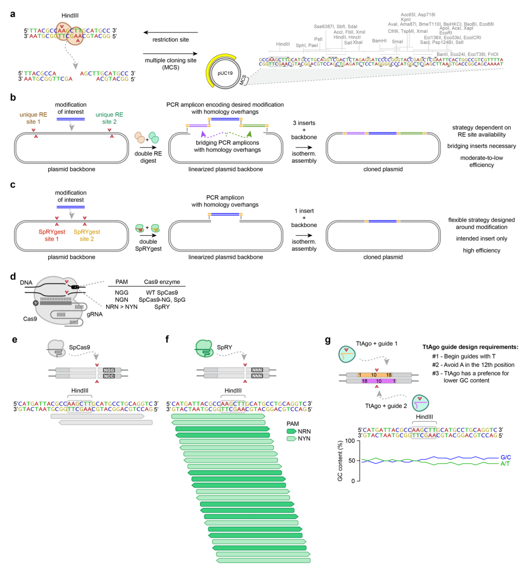 DNA靶向核酸內切酶的比較 DNA靶向核酸內切酶的比較