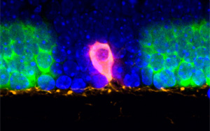將聚光燈對準組織中的細胞，這樣RNA就可以講述它們的故事！
