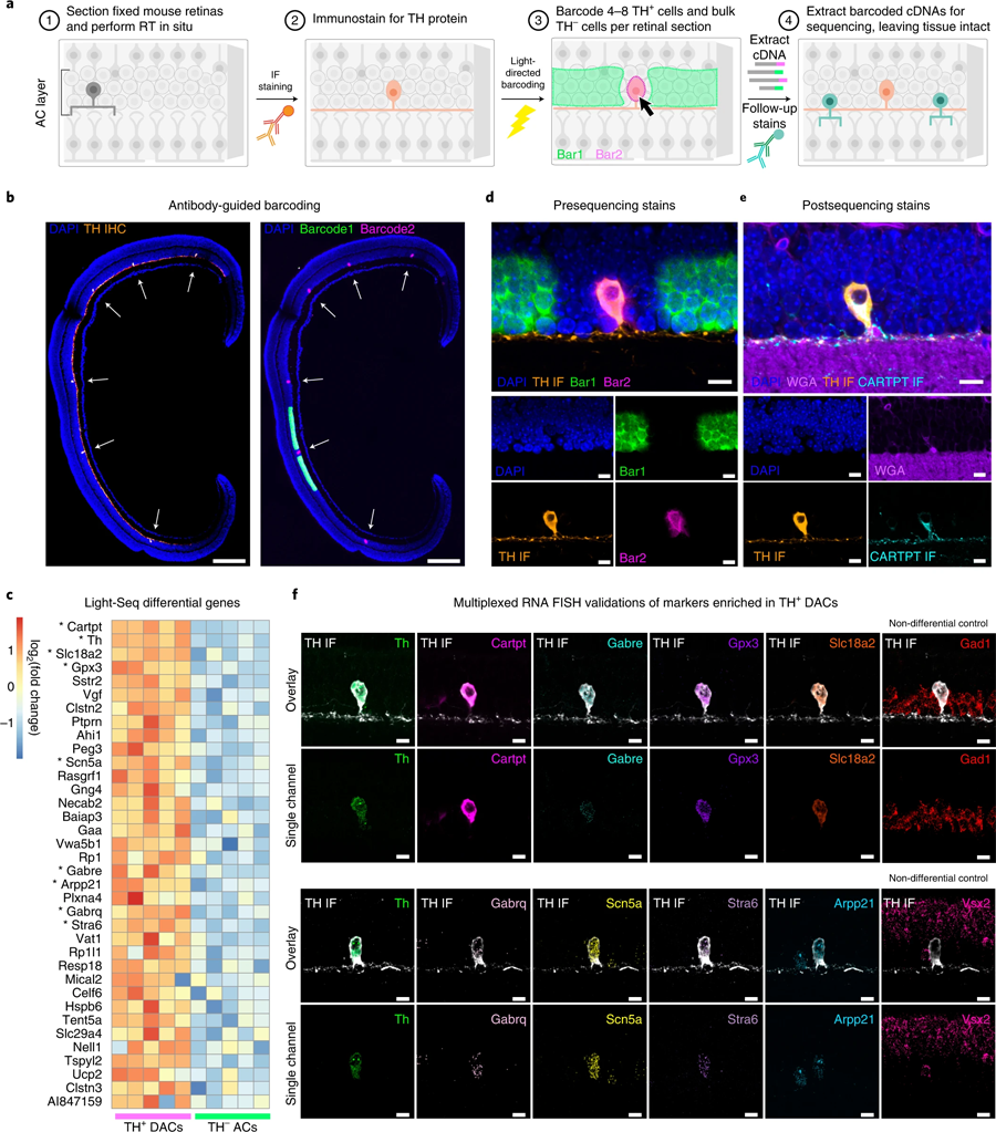 Light Seq用于稀有細胞轉錄組學