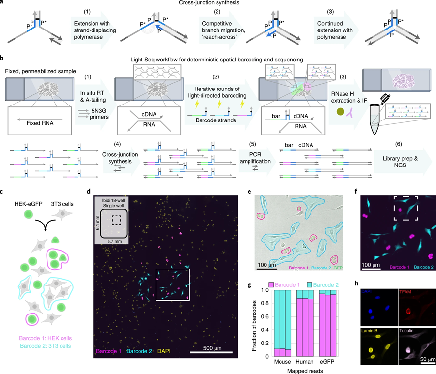 交聯合成和結合細胞混合物驗證的全原位協議