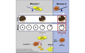 在正確的時刻停了下來：破譯減數分裂關鍵步驟的分子機制