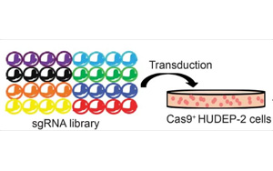 《Nature》缺氧和胎兒血紅蛋白之間的聯系