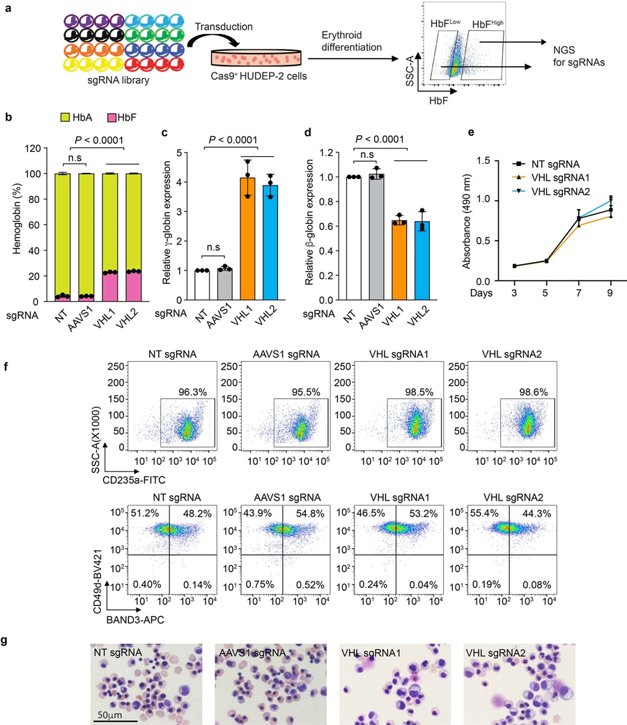 VHL基因干擾誘導胎兒血紅蛋白 VHL基因干擾誘導胎兒血紅蛋白