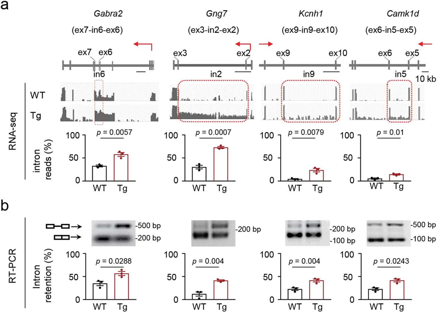 N40K-Tg小鼠突觸通路剪接缺陷轉錄的驗證 N40K-Tg小鼠突觸通路剪接缺陷轉錄的驗證