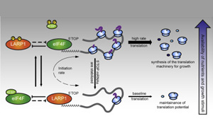 誰是蛋白質生產的“指揮官”？