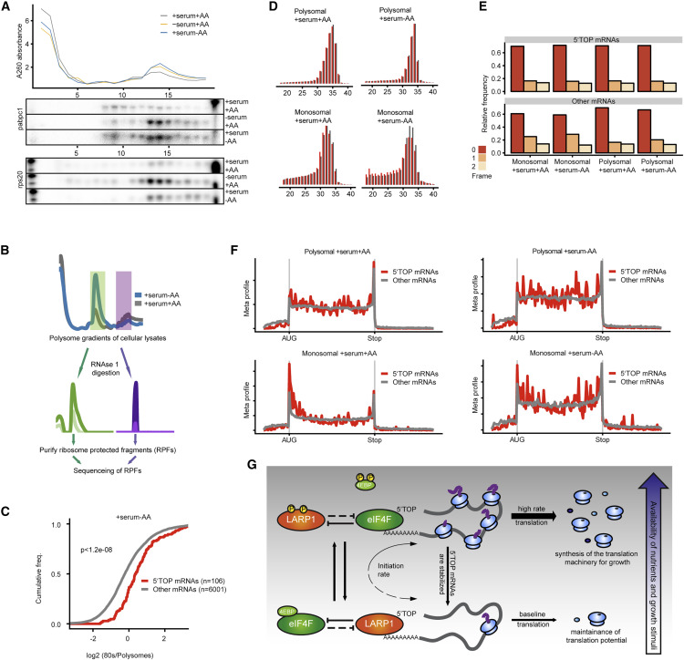 饑餓時5'TOP mRNA轉化為單體