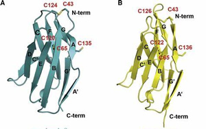 直到現在，科學家才破解了免疫系統中最重要的受體之一的分子結構