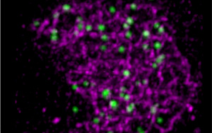 Nature子刊解答謎團：基因重組新理論的證據
