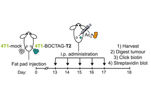 Nature子刊：標記蛋白質的新方法有助于追蹤疾病