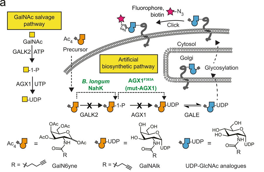 用于化學(xué)標(biāo)記UDP-GalNAc/GlcNAc類似物的人工生物合成途徑的開(kāi)發(fā)