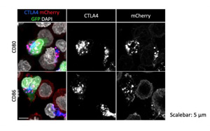 一種開創性的基因編輯技術可以修復免疫系統關鍵細胞缺陷