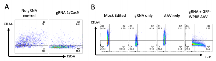 編輯CTLA-4基因和校正位點突變