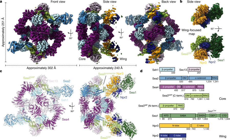 SEA復合體的Cryo-EM結構 SEA復合體的Cryo-EM結構