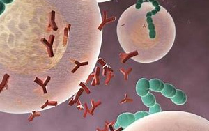 Immunity：科學家開發出EB病毒的研究性單抗