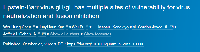 研究人員針對EB病毒的不同位點開發出一組研究性的單克隆抗體 研究人員針對EB病毒的不同位點開發出一組研究性的單克隆抗體