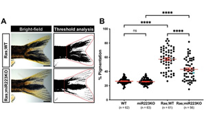 免疫細胞的重新編程被證明可以對抗黑色素瘤