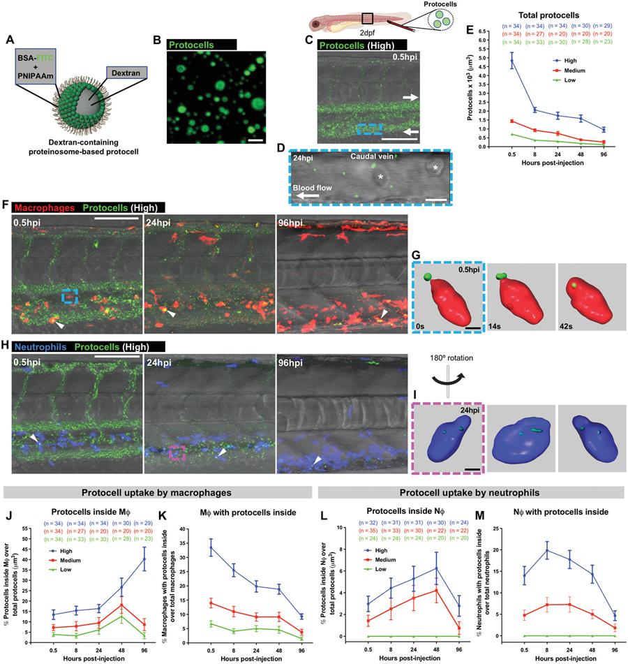 白細(xì)胞吸收了系統(tǒng)注射的自由循環(huán)原細(xì)胞 白細(xì)胞吸收了系統(tǒng)注射的自由循環(huán)原細(xì)胞體