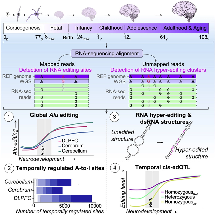 Alu編輯活動受到嚴格調控，并在整個神經發育過程中增加