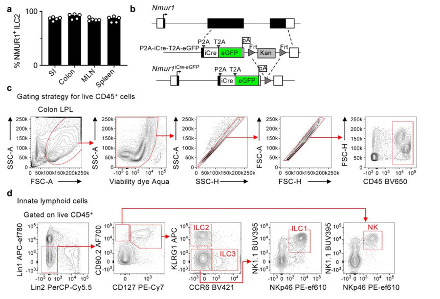 NMUR1 eGFP在淋巴組織和非淋巴組織中高度表達并富含ILC2s