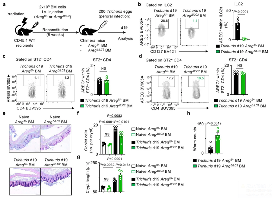 骨髓嵌合體小鼠在毛癬菌感染期再現了AregΔILC2小鼠的表型