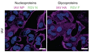 首次發現人肺細胞中形成的“雜交”病毒！更易感且可逃避免疫系統