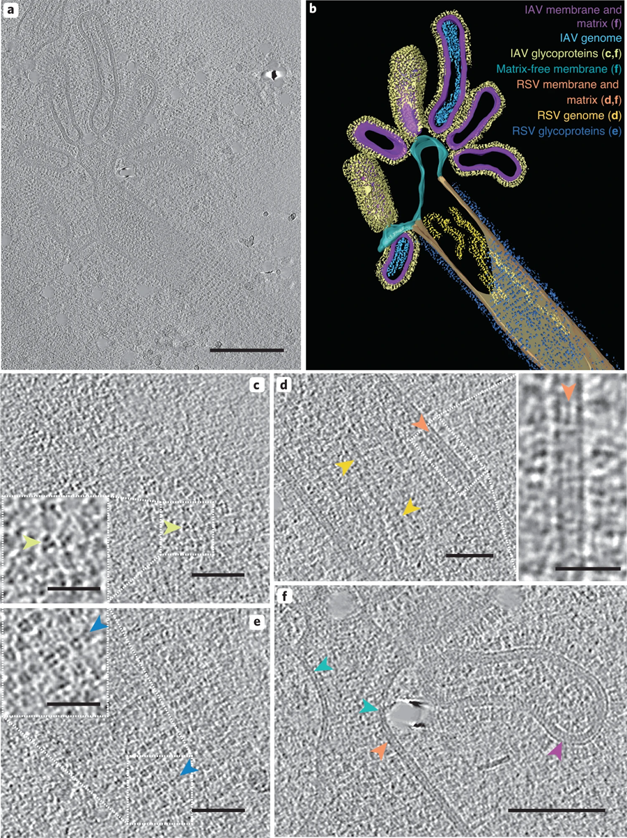 混合病毒顆粒包含IAV和RSV樣結構區域
