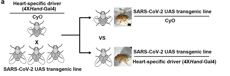 遺傳篩選示意圖，通過心臟病理學(xué)識別特定的SARS-CoV-2基因