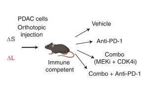 Nature Cancer公布一種新的基于CRISPR的技術，可以切割癌癥基因組并研究拷貝數的變化