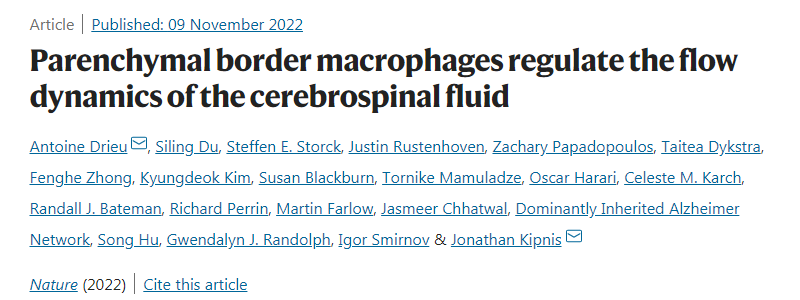 研究人員發現大腦周圍的免疫細胞會影響廢物從大腦中清除的效率