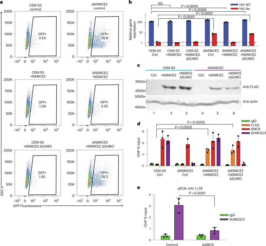 通過NSMCE2對染色質化潛伏HIV-1 DNA進行SUMO修飾