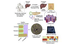 研究發現，古老的疾病有可能使肝臟再生？！