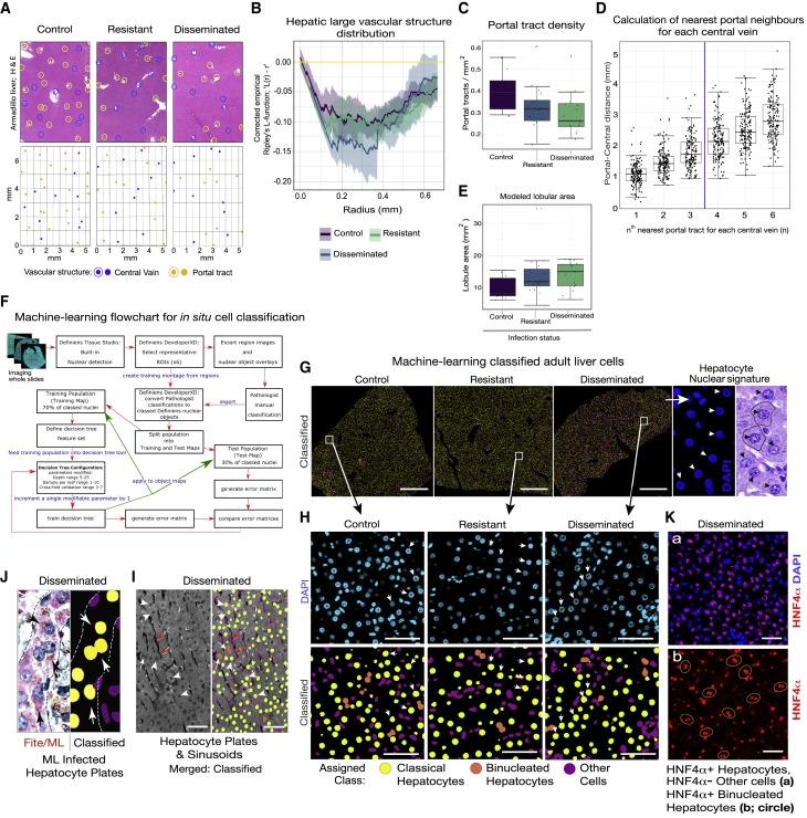 細菌誘導的體內肝器官生長維持正常的肝小葉和血管微結構