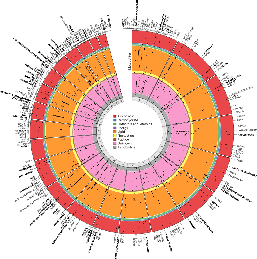 圓形圖演繹了與代謝物的區域關聯的基因組位置 圓形圖演繹了與代謝物的區域關聯的基因組位置