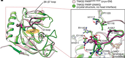 利用獲得諾貝爾獎技術，Nature新研究揭示了一種涉及廣泛細胞過程的關鍵蛋白質機制