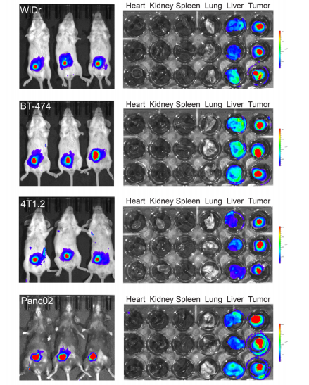 PMBOP-CP NPs 214針對不同腫瘤模型的體內腫瘤靶向效率比較