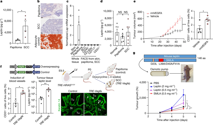 惡性腫瘤微環(huán)境中瘦素水平升高,是由血管生成增加引起的 惡性腫瘤微環(huán)境中瘦素水平升高,是由血管生成增加引起的