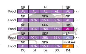 Nature Metabolism：為什么節(jié)食后脂肪會增加，高蛋白質(zhì)是如何幫助減肥的