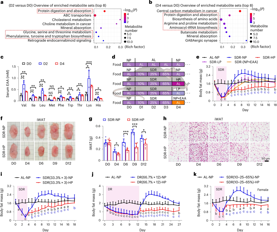 重新進行高蛋白飲食可以有效抑制因節食引起的脂肪物質流失