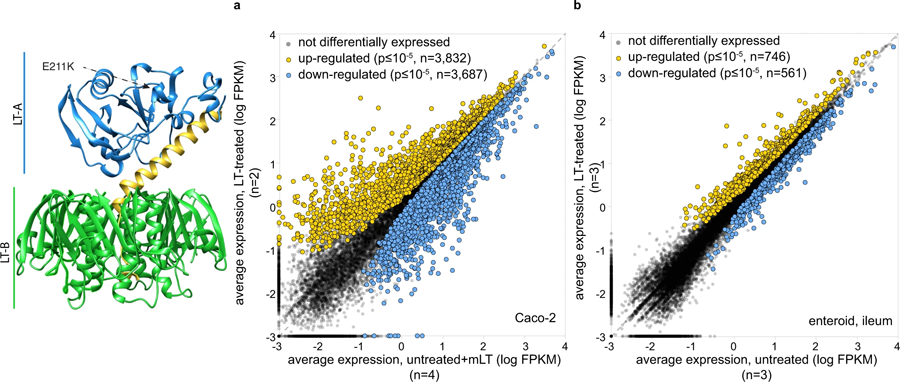 熱不穩(wěn)定毒素調(diào)節(jié)腸上皮中多種基因的表達(dá)