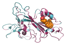 能一勞永逸解決從SARS到Omicron乃至未來變種？發(fā)現(xiàn)致命冠狀病毒共同特征！