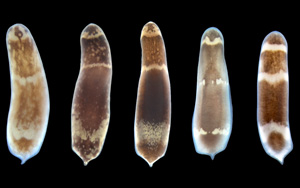 Cell：成人多能干細胞的胚胎起源