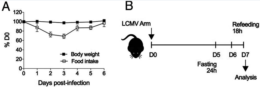 感染期間減少喂養(yǎng)會(huì)減少脾淋巴細(xì)胞數(shù)量