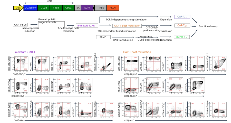iCAR-T CTL在體內抑制腫瘤發展并聚集在腫瘤位點強于iCAR-T ILC但不及pCAR-T CTL