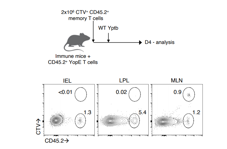 在二次感染期間不會發生記憶T細胞在腸道中的非特異性募集