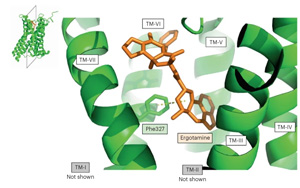 Nature Medicine：血清素2C受體與兒童期肥胖有關